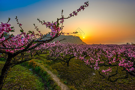 阳光下的桃花林高清图片