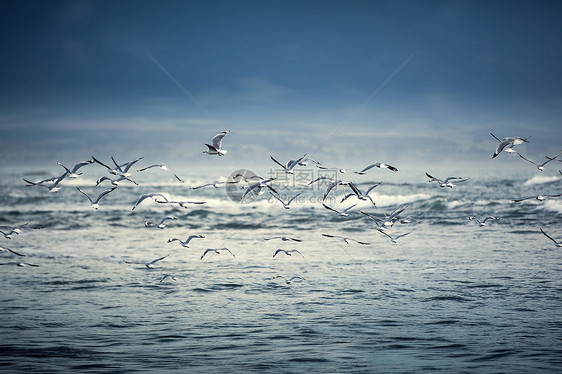 新西兰海鸥飞过海面图片