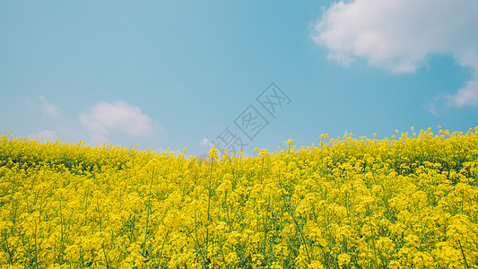 温暖阳光油菜花背景