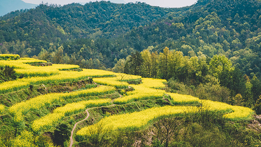 春季出行油菜花背景