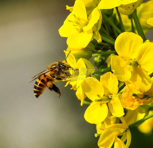 蜜蜂采蜜高清图片下载-正版图片500870219-摄图网