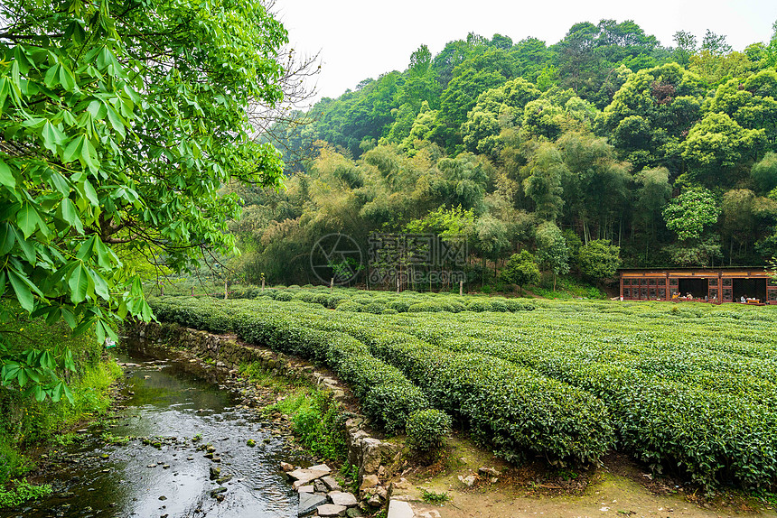 绿色茶山茶园图片