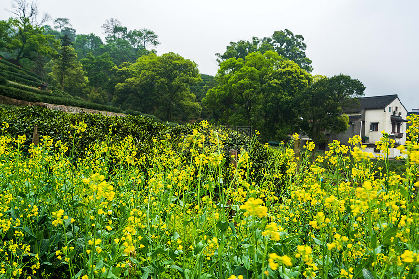 春天油菜花图片