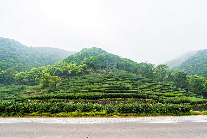 绿色茶山茶园图片