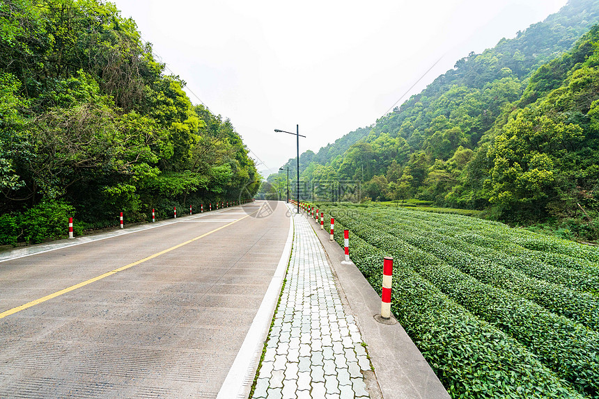 路边的茶园图片