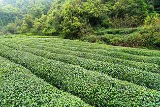 绿色茶山茶园图片