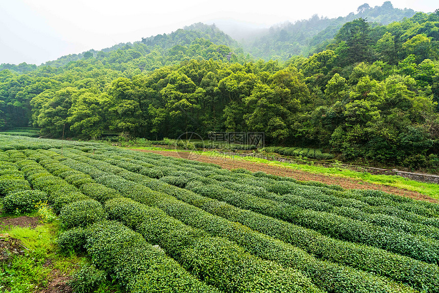 绿色茶山茶园图片