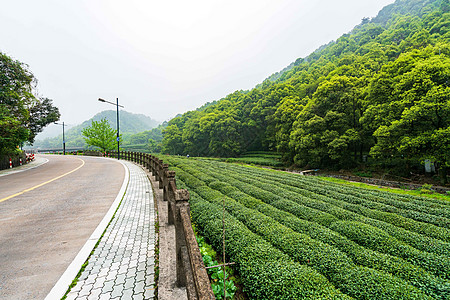 路边的茶园图片