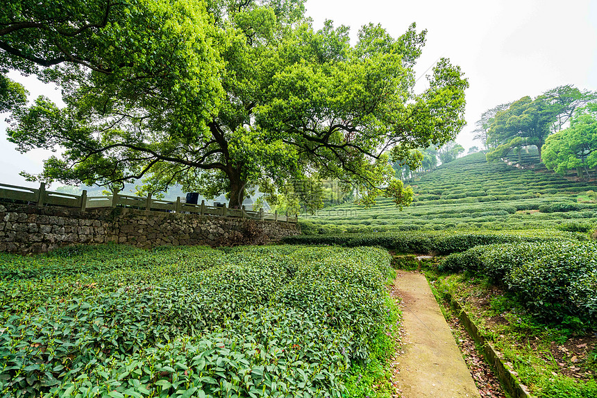 绿色茶山茶园图片