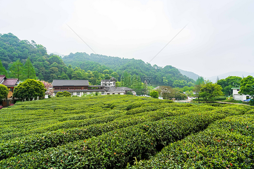 绿色茶山茶园图片