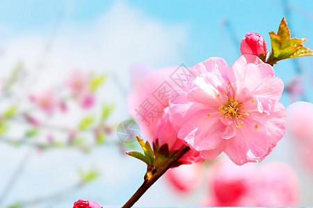 春天手绘桃花春天的花背景