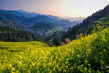 乡野山间的油菜花海与村庄图片