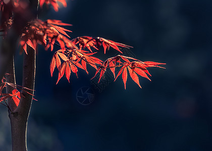 阳光下的红色枫叶意境高清图片素材