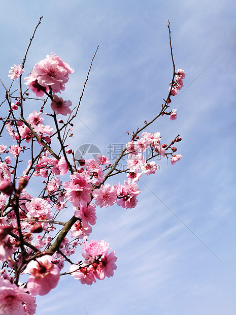 梅花图片