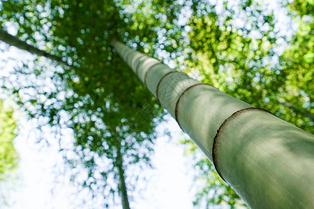 竹子竹叶竹林背景