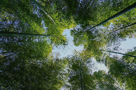 阳光竹子素材竹林背景