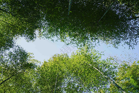 竹林背景图片