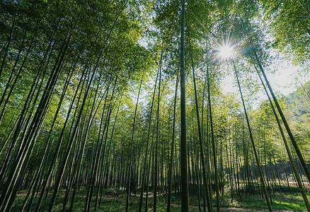 竹林阳光下的竹叶高清图片