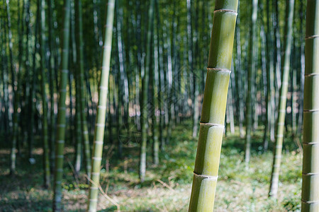 竹林背景图片