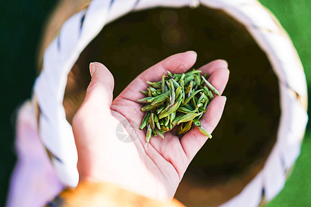 茶叶嫩芽茶园背景