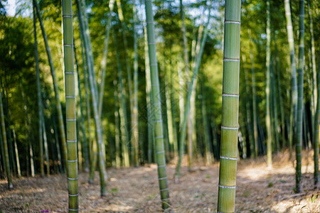 阳光竹子素材竹林背景