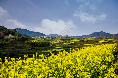 油菜花图片