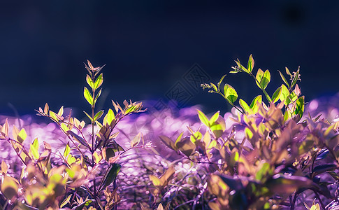 春色浪漫浪漫梦幻般的春色背景