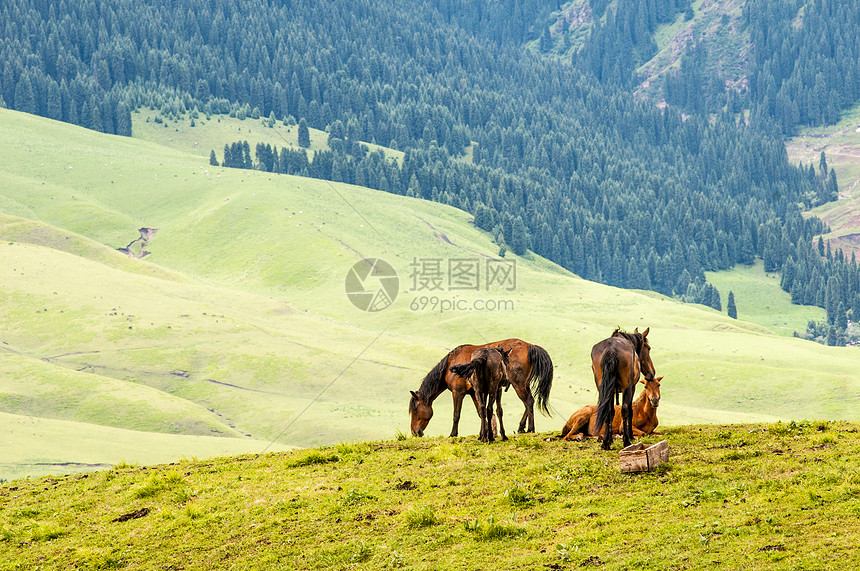 新疆天山牧场图片