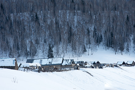 雪路树新疆禾木村冬季雪景美景背景