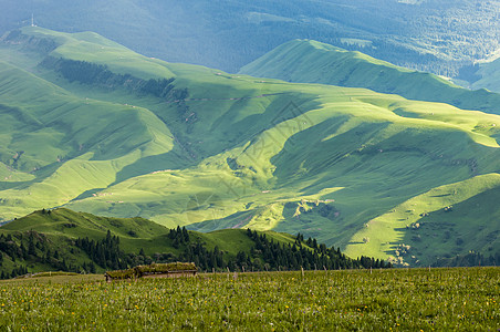 草地牛羊新疆天山牧场背景