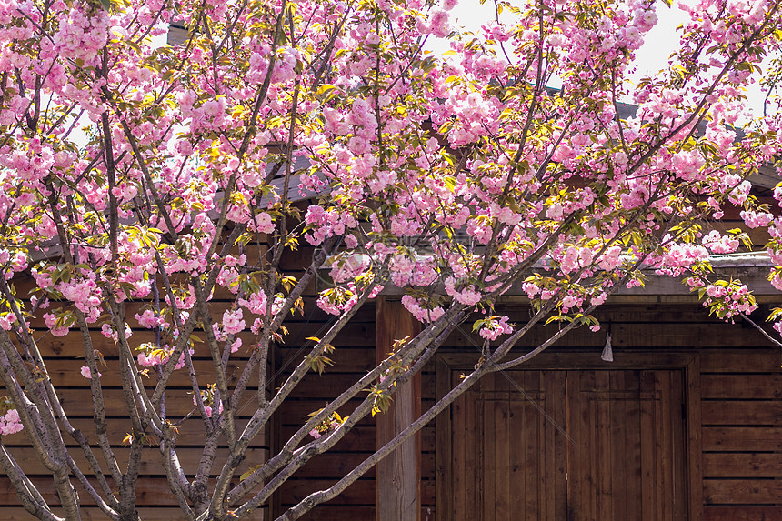 樱花树旁的小木屋图片