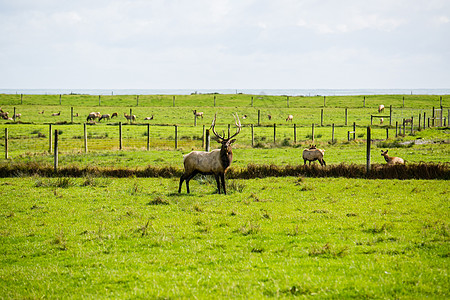 新西兰草原鹿图片