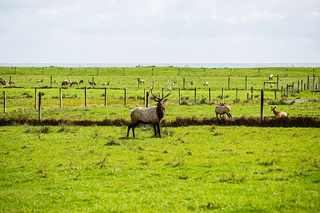 新西兰草原鹿图片