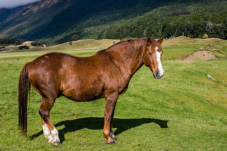 新西兰短腿马高清图片