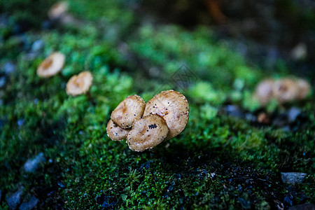 院子落叶蘑菇背景