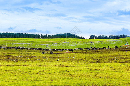 新西兰牛群图片