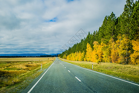 山水树木新西兰路背景