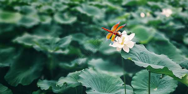 夏至节气夏至设计图片