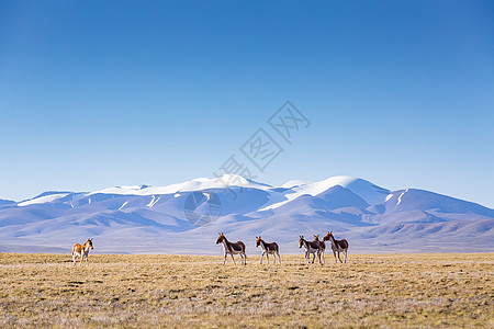 青藏牦牛青藏线上的野生动物背景