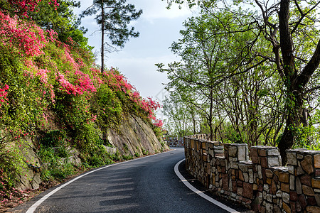 四月踏青开满杜鹃花的郊外小道背景