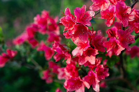 春天杜鹃花盛开的杜鹃花背景