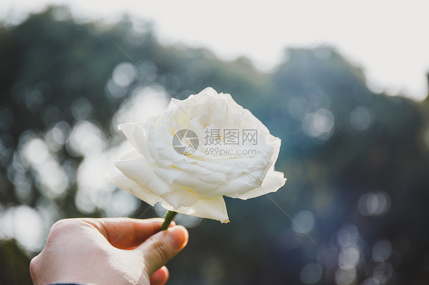手拿白色玫瑰花