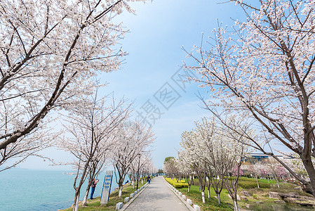 户外游苏州独墅湖春季风光背景