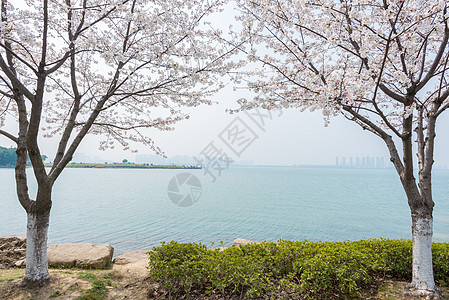 包车游苏州独墅湖春季风光背景