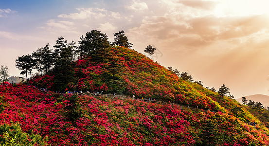 高山杜鹃花武汉云雾山杜鹃花风光背景