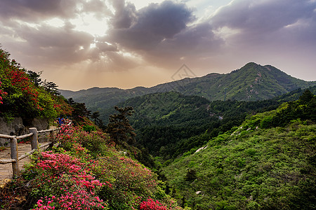 高山杜鹃花武汉云雾山杜鹃花风光背景