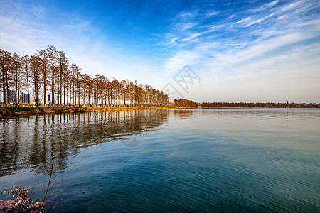 树倒影武汉东湖绿道风光背景