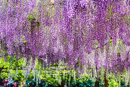 嘉定紫藤园春意紫藤花背景