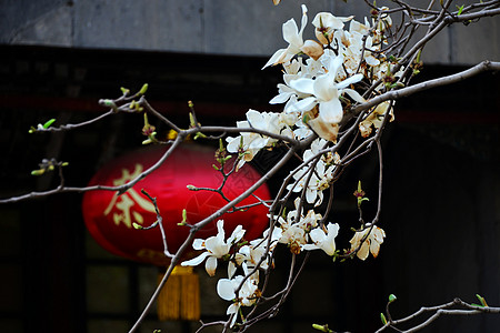 颐和园的春天背景图片