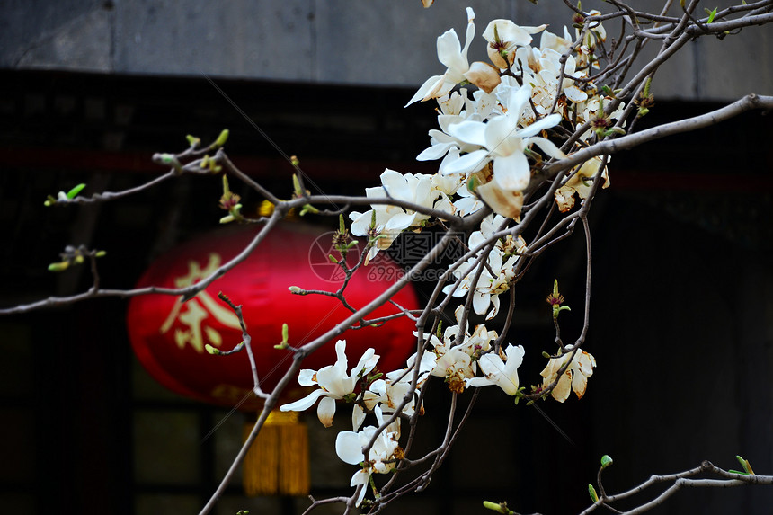 颐和园的春天图片